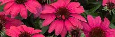 • sow hardy annuals in gaps in borders to give an early display next year. U3qzznm 5 Sxym