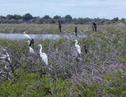 Image result for Nesaea ondongana