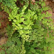 Image result for Adiantum capillus-veneris