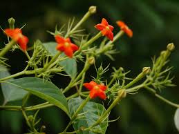 Image result for Rytigynia acuminatissima