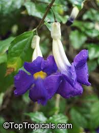 Image result for Thunbergia erecta
