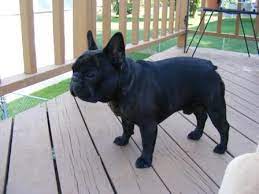 English bulldog puppies for sale south dakota bulldog rescue, english bulldog puppy, hey_its_panch, baby bulldogs, southern mn, near me, southern minnesota, french bulldogs, cute bulldog puppies, healthy bulldogs, potty training bulldogs, health tested english bulldogs. French Bulldog Puppies Mn Petfinder