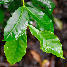 Image result for Rubiaceae