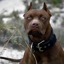 check what new we have in store love pitbulls dogs pitbull terrier pitbull lover