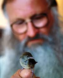 Wo kein Vogel mehr singt