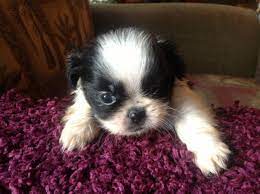 Funny cute shitzu puppy small dog lover shirt. Small Shih Tzu Puppies For Sale In Greenville North Carolina Classified Americanlisted Com