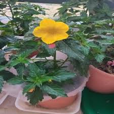 Image result for Afroqueta