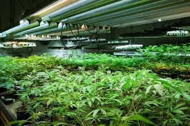 T5 grow light (2ft 4lamp) dl824 is made from 95% reflective material that maximized on the light emitted. Top 13 Best T5 Grow Lights 2021 Complete Beginner S Guide