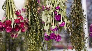 Old vintage dried roses flowers hanging upside down. How To Dry Flowers And Preserve Their Color