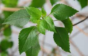 Image result for Ocimum americanum