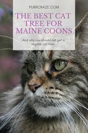 The maine coon is a large domesticated cat breed. Why This Is The Best Cat Tree For Maine Coons Purr Craze