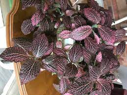 The small houseplant thrives in low light with moderate watering. Fittonia Albivenis Jewel Plant Mosaic Plant Nerve Plant Silver Nerve Silver Nerve Plant Silver Threads North Carolina Extension Gardener Plant Toolbox