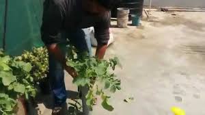 Growing Radish In Containers How To Grow Radish In Pvc Pipe