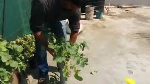 Growing Radish In Containers How To Grow Radish In Pvc Pipe