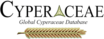 Image result for Pycreus mundtii