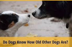 Do dogs know time span? Do Dogs Know How Old Other Dogs Are Zooawesome