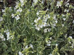 Image result for Arabis alpina
