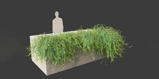 Image result for Phyllanthus boehmii