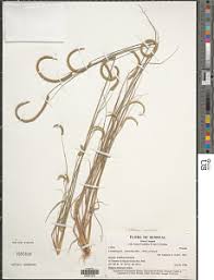 Image result for Ctenium concinnum