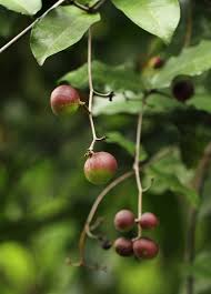 Image result for Dictyophleba