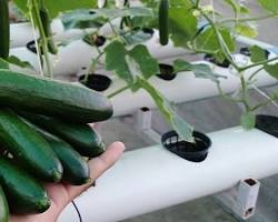Imagen de Hidroponic cucumbers