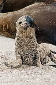 Galapagos Sea Lion Cute Animals Animals Animals Beautiful