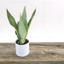 Maybe you would like to learn more about one of these? Medium Rare Snake Plant Sansevieria Moonshine In 4 Cylindrical 3d P Pretty In Green