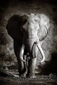 Photograph Elephant Bull By Johan Swanepoel Elephant Spirit Animal Elephant Photography Elephant Art