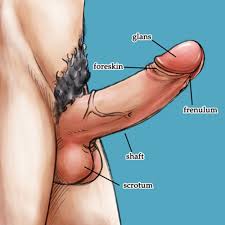 A new, accurate and readable english translation; Dragon Ball Z Kai S Gay Kamasutra The Penis Anatomy Boxer Rice Dbz Fanfic Art Comics For All Gay Yaoi Fans