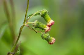 Image result for Crassocephalum