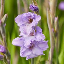 Image result for Gladiolus melleri