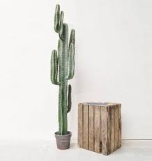 Cactus real added 26 new photos. Artificial Cactus Plant With Brown Pot Just Artificial