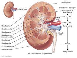 Cada Rinon Esta Rodeado De Tres Capas De Tejido Kidney Anatomy Kidney Heart Diagram