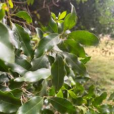 Image result for Olea woodiana