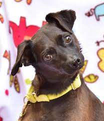 See more ideas about paws rescue, paw, pets. Adopt Abby On Petfinder Paws Rescue Dog Adoption Pet Finder