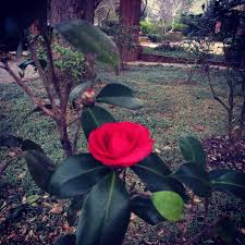 Come See Our Famous Rose Hill Red Camellias In Bloom In Early Spring 803 648 1181 Garden On A Hill Rose Hill Garden Club