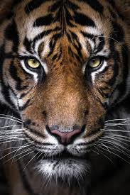 Foto Google Fotos Animals Animals Wild Big Cats