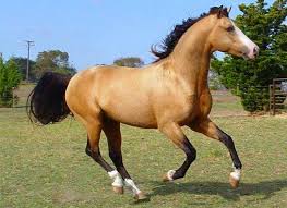The standard color buckskin, displaying tan with standard black points is the most common buckskin color. Pin On Horses
