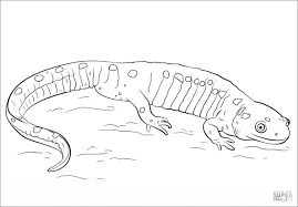 Giant chinese salamander (andrias davidianus) line art and full color illustrations. Spotted Salamander Coloring Page Coloringbay