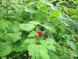 The common name black raspberry is shared with plant to harvest time: How To Grow Black Raspberries Tenth Acre Farm