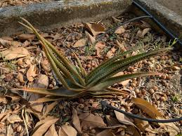Image result for Aloe lutescens