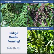 Image result for Indigofera sordida