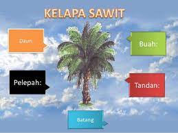 Begini proses pengolahan buah kelapa sawit hingga menjadi minyak #prosespengolahankelapasawit. Kegunaan Kelapa Sawit