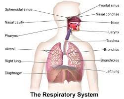 После look нужно использовать прилагательное. How Does The Respiratory System Maintain Homeostasis Biology Dictionary
