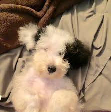 Check spelling or type a new query. Schnoodles