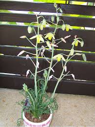 Image result for Albuca sp. no. 1