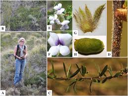 Image result for Priva curtisiae