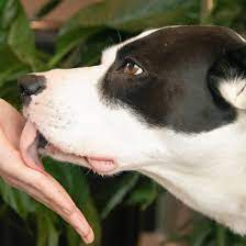 Why Do Dogs Lick People