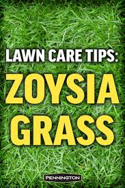 Mowing too early may damage the grass, so avoid mowing it until it becomes necessary. All You Need To Know About Zoysia Grass Zoysia Grass Zoysia Grass Care Lawn Care Tips