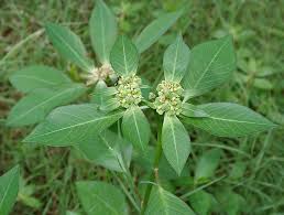 Image result for Euphorbia heterophylla